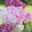 Гортензия метельчатая. Hydrangea paniculata. Стоковое фото, фотограф Ирина Носова / Фотобанк Лори