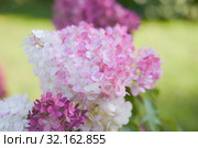 Гортензия метельчатая. Hydrangea paniculata. Стоковое фото, фотограф Ирина Носова / Фотобанк Лори