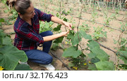 Confident woman farmer working in hothouse, fastening creeping cucumber plants on supporting netting. Стоковое видео, видеограф Яков Филимонов / Фотобанк Лори