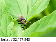 Долгоносик-слоник сосновый (Hylobius abietis) сидит среди травы. Стоковое фото, фотограф Игорь Низов / Фотобанк Лори
