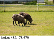 Пара пасущихся овец едят зеленую траву в загоне. A pair of grazing sheep eating green grass. Стоковое фото, фотограф Кузин Алексей / Фотобанк Лори