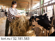 Farm worker feeding cows with hay. Стоковое фото, фотограф Яков Филимонов / Фотобанк Лори