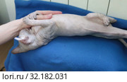 Kitten of Don sphynx cat playing with human hand close to heater. Licking and biting arm. Стоковое видео, видеограф Кекяляйнен Андрей / Фотобанк Лори