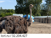 Африканский страус в контактном зоопарке "Страусиное ранчо" в Барнауле (2019 год). Редакционное фото, фотограф Free Wind / Фотобанк Лори