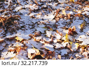 Осень. Первый снег. Стоковое фото, фотограф Илюхина Наталья / Фотобанк Лори