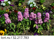 Левкой, или Маттиола Matthiola Pink Diamond. Стоковое фото, фотограф lana1501 / Фотобанк Лори