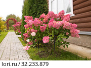 Гортензия метельчатая Ванилла Фрейз/ Ренни.Hydrangea paniculata 'Vanille Fraise' Стоковое фото, фотограф Наталия Кузнецова / Фотобанк Лори