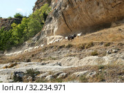 Стадо коз и овец на горной тропе у стен Чуфут-Кале (2019 год). Стоковое фото, фотограф Щеголева Ольга / Фотобанк Лори