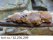 Животное Даман. Daman or Rock Hyrax. Стоковое фото, фотограф Галина Савина / Фотобанк Лори