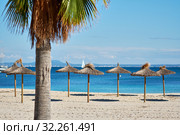 Idyllic scenery, concept of summer holidays, palm tree and straw parasols in a row on the coast of Mediterranean Sea, Majorca Island, Baleares, Spain (2018 год). Стоковое фото, фотограф Alexander Tihonovs / Фотобанк Лори