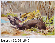 Ягуаръ - хромолитография из книги А. Брэма "Жизнь животных" 1896г. Стоковая иллюстрация, иллюстратор Вера Смолянинова / Фотобанк Лори