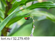 Личинка лилейной трещалки (Lilioceris lilii) Стоковое фото, фотограф Ольга Сейфутдинова / Фотобанк Лори