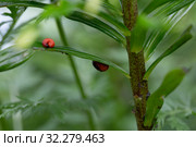 Личинка лилейной трещалки (Lilioceris lilii) Стоковое фото, фотограф Ольга Сейфутдинова / Фотобанк Лори