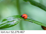 Личинка лилейной трещалки (Lilioceris lilii) Стоковое фото, фотограф Ольга Сейфутдинова / Фотобанк Лори