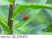 Лилейная трещалка (Lilioceris lilii) Scarlet lily beetle, Red lily beetle, Lily leaf beetle, Lily beetle (Lilioceris lilii), sits on a leaf. Стоковое фото, фотограф Ольга Сейфутдинова / Фотобанк Лори