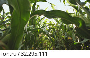 Movement back inside the corn field with electronic stabilization (2019 год). Редакционное видео, видеограф Mikhail Davidovich / Фотобанк Лори