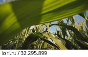 Forward movement inside the corn field with electronic stabilization (2019 год). Редакционное видео, видеограф Mikhail Davidovich / Фотобанк Лори