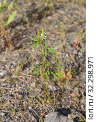 Донник белый (Melilotus albus)  растет в лесу на бедной почве. Стоковое фото, фотограф Наталья Осипова / Фотобанк Лори