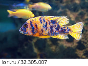 Аулонокара мультиколор (Aulonocara sp. «Multicolor») аквариумная рыбка. Стоковое фото, фотограф Татьяна Белова / Фотобанк Лори