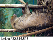 Двупалый ленивец. Two-toed sloth. Стоковое фото, фотограф Галина Савина / Фотобанк Лори