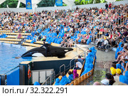 Man animal trainer touches orca whale at performance. Orca show with killer whales is in Loro Park. The Loro Parque is the largest zoo in Europe. Puerto de la Cruz, Tenerife, Spain (2016 год). Редакционное фото, фотограф Кекяляйнен Андрей / Фотобанк Лори