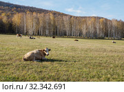 Коровы на горном пастбище осенью. Cows on a mountain pasture in the fall. Стоковое фото, фотограф Евгений Романов / Фотобанк Лори