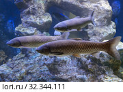 Белый амур (Ctenopharyngodon idella) пресноводные рыбы. Стоковое фото, фотограф Татьяна Белова / Фотобанк Лори