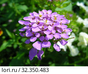 Иберис зонтичный (лат. Iberis umbellata) Стоковое фото, фотограф lana1501 / Фотобанк Лори