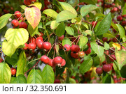 Красные плоды яблони китайской сливолистной (Malus prunifolia (Willd.) Borkh.) Стоковое фото, фотограф Ирина Борсученко / Фотобанк Лори