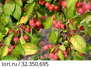 Яблоня китайская сливолистная (Malus prunifolia (Willd.) Borkh.). Красные спелые плоды. Стоковое фото, фотограф Ирина Борсученко / Фотобанк Лори