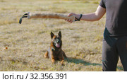 A man training his german shepherd dog - incite the dog on the grip bait. Стоковое фото, фотограф Константин Шишкин / Фотобанк Лори