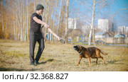 A man training his german shepherd dog on the field - incite the dog on the grip bait. Стоковое фото, фотограф Константин Шишкин / Фотобанк Лори