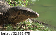 Голова полосатого варана (Varanus salvator) крупным планом. Таиланд (2019 год). Стоковое видео, видеограф Виктор Карасев / Фотобанк Лори