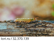 Yellow Caterpillar butterfly Myriapoda diplopoda arthropoda tracheata wild insect bug life. Стоковое фото, фотограф Aleksejs Bergmanis / Фотобанк Лори