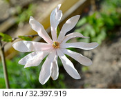 Цветок звездчатой магнолии (Magnolia stellata (Siebold & Zucc.) Maxim.) крупным планом. Стоковое фото, фотограф Ирина Борсученко / Фотобанк Лори
