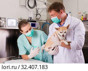 Dog undergoing surgery at vets. Стоковое фото, фотограф Яков Филимонов / Фотобанк Лори