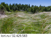 Ковыль (Stipa Pulcherrima) на остепненном лугу. Стоковое фото, фотограф Ольга Сейфутдинова / Фотобанк Лори