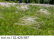 Ковыль (Stipa Pulcherrima) на остепненном лугу. Стоковое фото, фотограф Ольга Сейфутдинова / Фотобанк Лори
