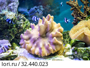 Морской риф - фиолетовая гигантская ковровая актиния Stichodactyla gigantea. Стоковое фото, фотограф Евгений Ткачёв / Фотобанк Лори