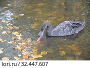 Черный лебедь (Cygnus atratus Latham) пьет воду в озере. Стоковое фото, фотограф Ирина Борсученко / Фотобанк Лори