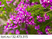 pink polygala myrtifolia flowers. Стоковое фото, фотограф Яков Филимонов / Фотобанк Лори