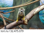 Monkey Saimiri sciureus. Стоковое фото, фотограф Татьяна Белова / Фотобанк Лори