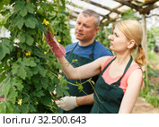 Couple of horticulturistes with scissors arranging Momordica balsamina. Стоковое фото, фотограф Яков Филимонов / Фотобанк Лори