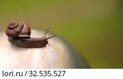 Snail creeping on a stone in Macro shot summer day. Стоковое видео, видеограф Aleksejs Bergmanis / Фотобанк Лори