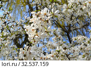 Обильное цветение магнолии кобус (Magnolia kobus DC.) Стоковое фото, фотограф Ирина Борсученко / Фотобанк Лори
