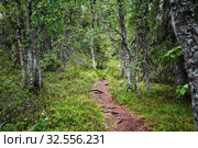 Тропа в лесу. Летний пейзаж. Северная Карелия. Россия. Стоковое фото, фотограф Наталья Осипова / Фотобанк Лори
