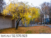 Branched willow with bright yellow leaves in the Stepanov park, 10/19/2019, Ivanovo, Russia. Редакционное фото, фотограф Валерий Смирнов / Фотобанк Лори