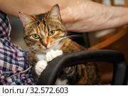 A beautiful American cat with white paws lies on the lap of the landlady. Стоковое фото, фотограф Акиньшин Владимир / Фотобанк Лори