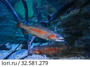 Радужная форель или микижа (Oncorhynchus mykiss) Стоковое фото, фотограф Татьяна Белова / Фотобанк Лори