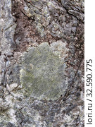 Ризокарпон географический (лат. Rhizocarpon geographicum) на поверхности большого камня. Стоковое фото, фотограф Наталья Осипова / Фотобанк Лори